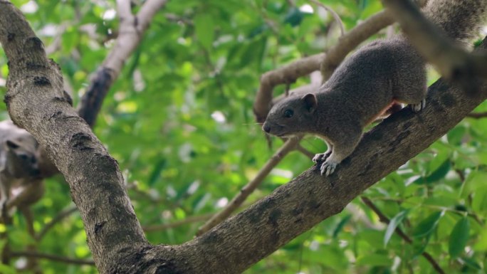 警觉的赤腹松鼠(Callosciurus Erythraeus)或红腹树松鼠在越南芽庄公园的树枝上行