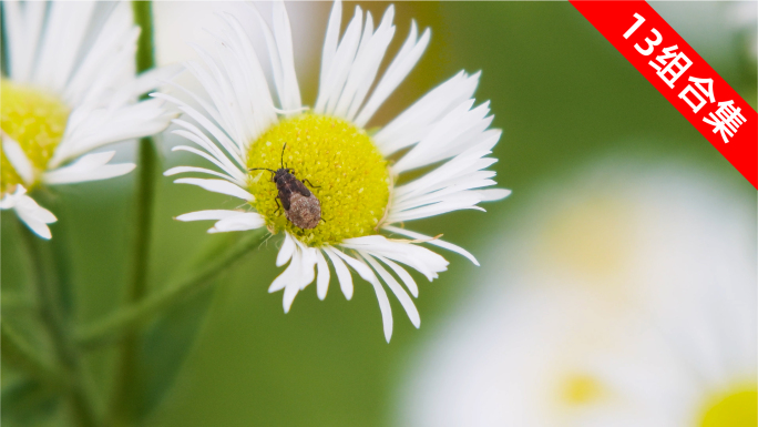 昆虫与花朵的清新邂逅 大自然微距特写