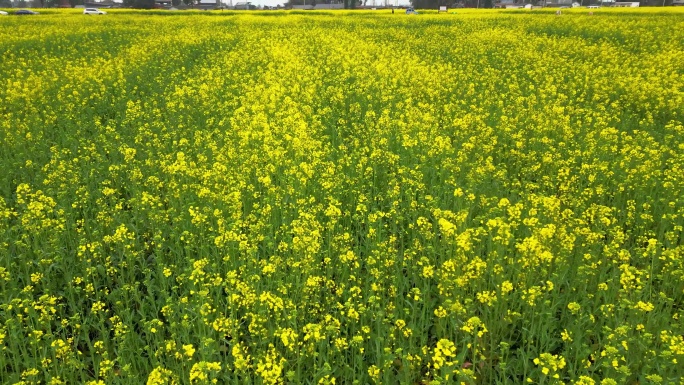 航拍四川德阳广汉高坪镇西高万亩油菜花基地