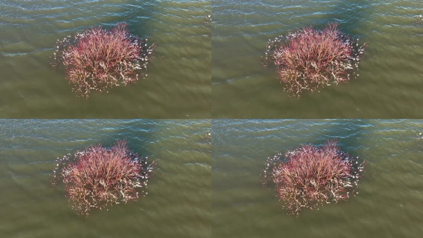荷兰洪泛区被淹红茱萸的抽象鸟瞰图。