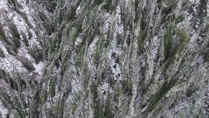 寒潮冷空气冰冻倒春寒竹山竹林竹海冻雨雾凇