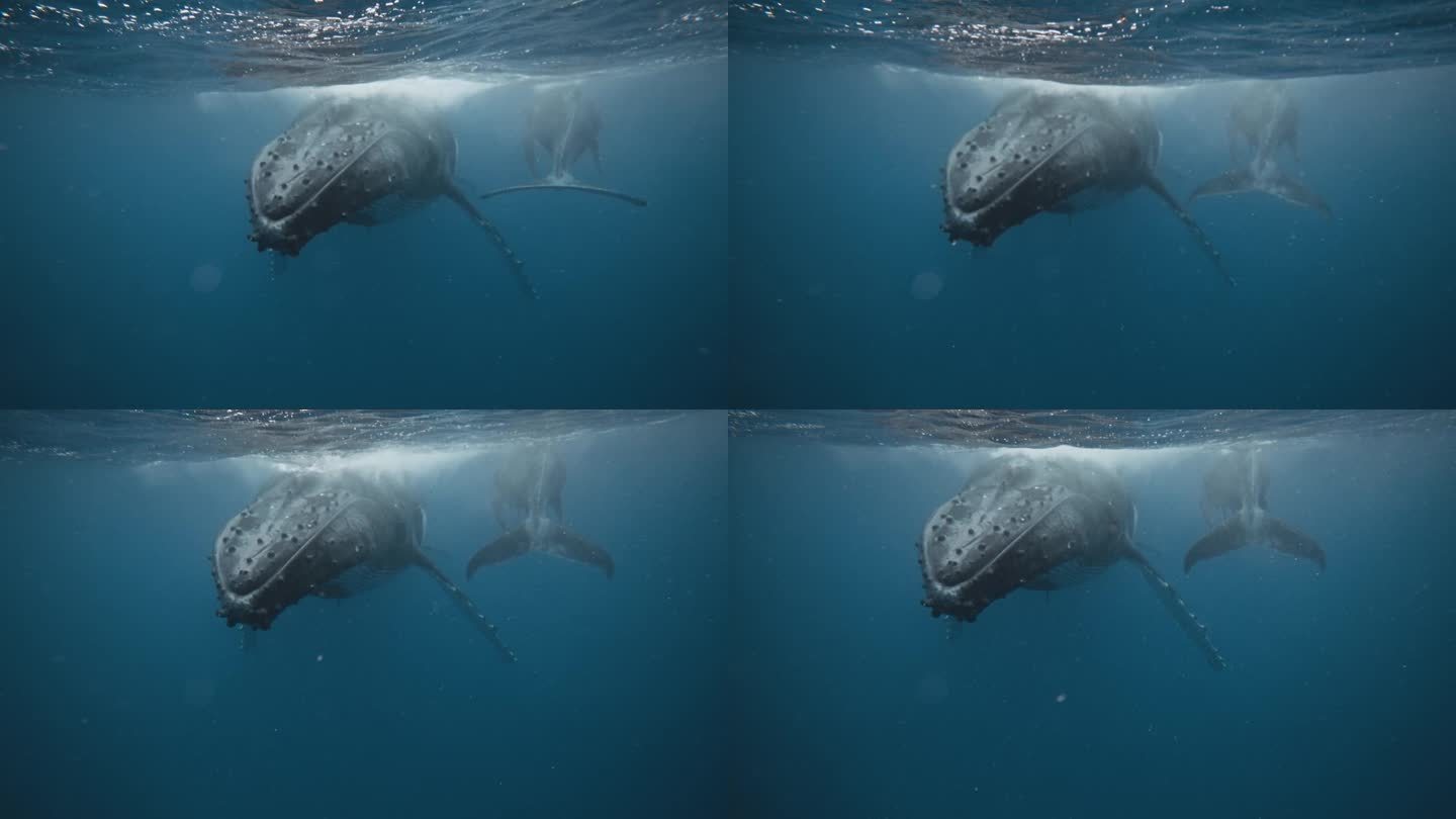 座头鲸喙上的结节(凹凸不平的毛囊);最远的;4K水下POV。