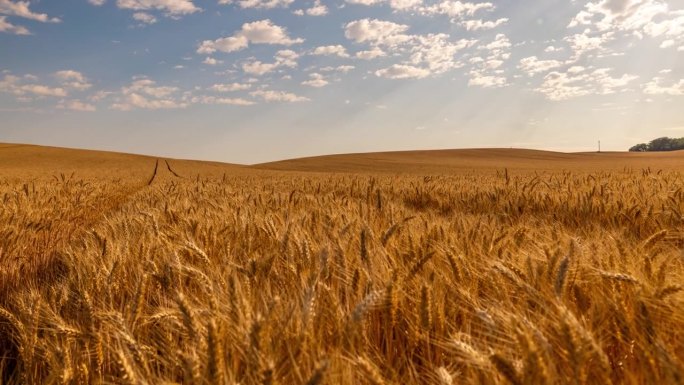运动控制延时云移动在阳光明媚，田园诗般的金色小麦作物