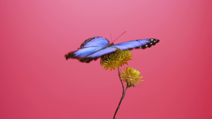 黄色花朵上的蓝色大闪蝶