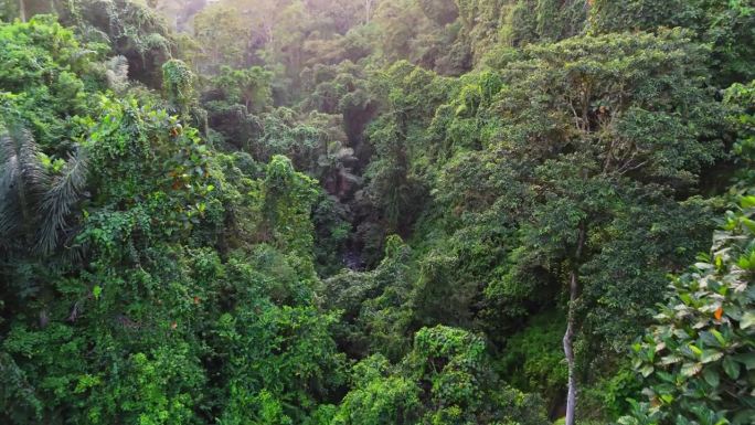 丛林中的热带峡谷航拍。飞越史诗般的绿色热带雨林。树木覆盖着郁郁葱葱的绿色植物和峡谷中的河流。UHD 