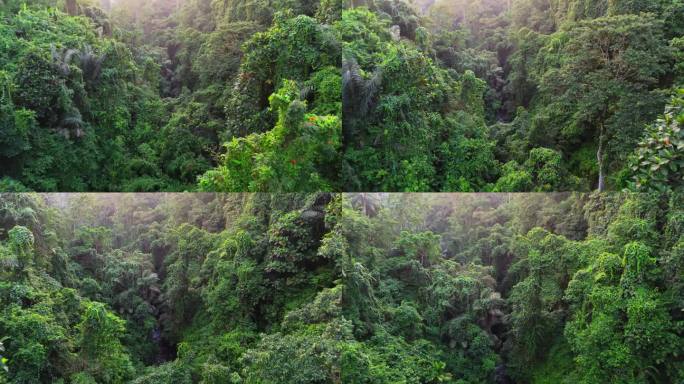 丛林中的热带峡谷航拍。飞越史诗般的绿色热带雨林。树木覆盖着郁郁葱葱的绿色植物和峡谷中的河流。UHD 