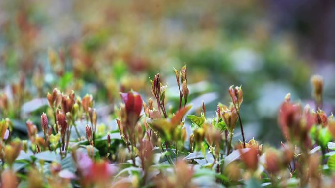 重庆南川：惊蛰“醒来”片片芽