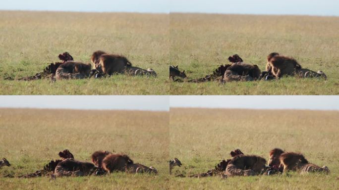在非洲肯尼亚的奥佩杰塔保护区，成年雄狮在大草原上吃猎物。静态的照片