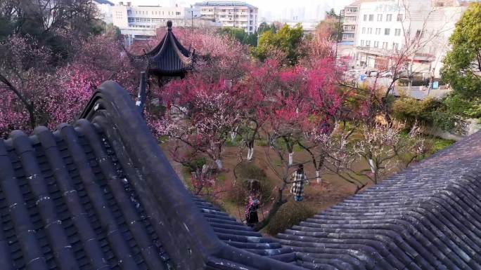 南京雨花台景区梅岗梅花航拍4K素材