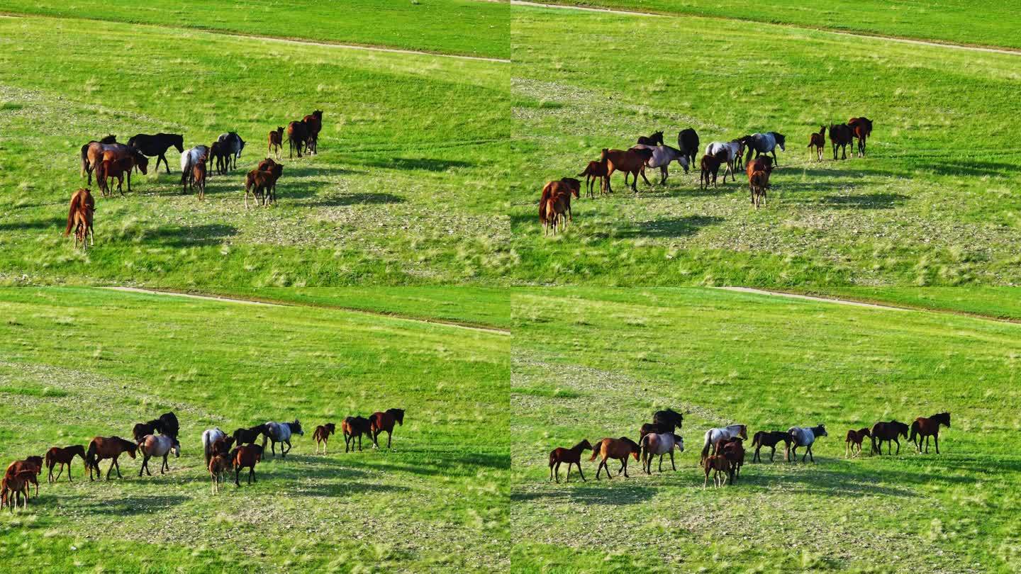 呼伦湖边的马群 马群 呼伦贝尔