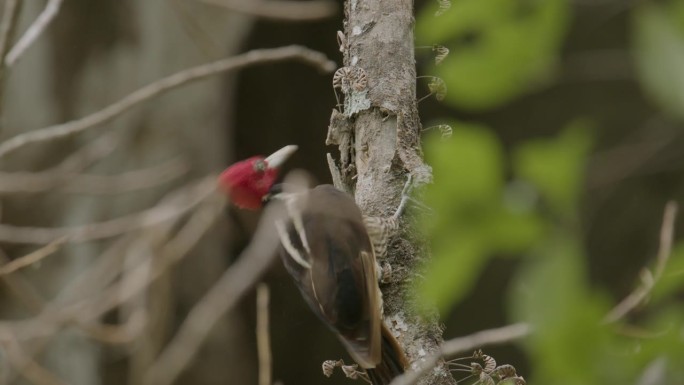 白嘴啄木鸟在哥斯达黎加热带雨林的枯树上钻洞(特写)