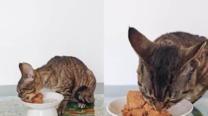 德文卷毛猫在桌上吃宠物罐头多角度竖版视频