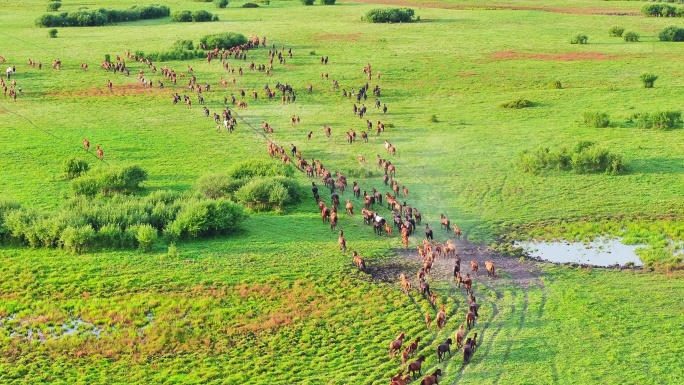奔跑在草原的马群（呼伦贝尔）
