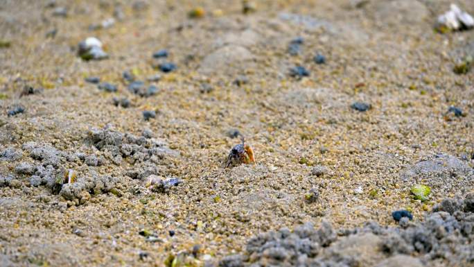 海南三亚退潮后沙滩上出洞觅食的螃蟹