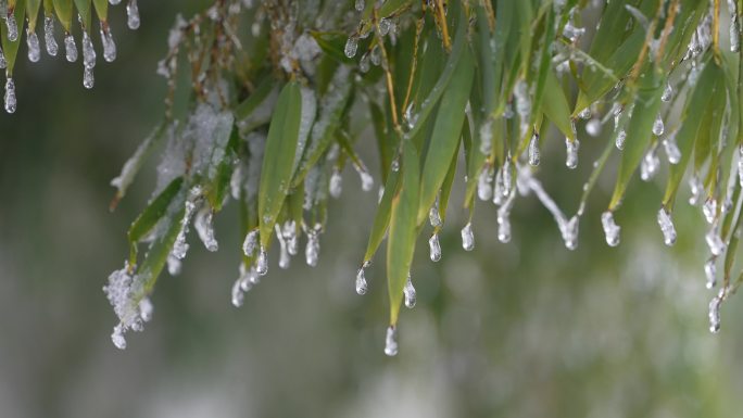 寒潮冷空气倒春寒毛竹竹叶冰冻冰凌冻雨雾凇