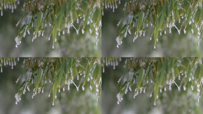 寒潮冷空气倒春寒毛竹竹叶冰冻冰凌冻雨雾凇