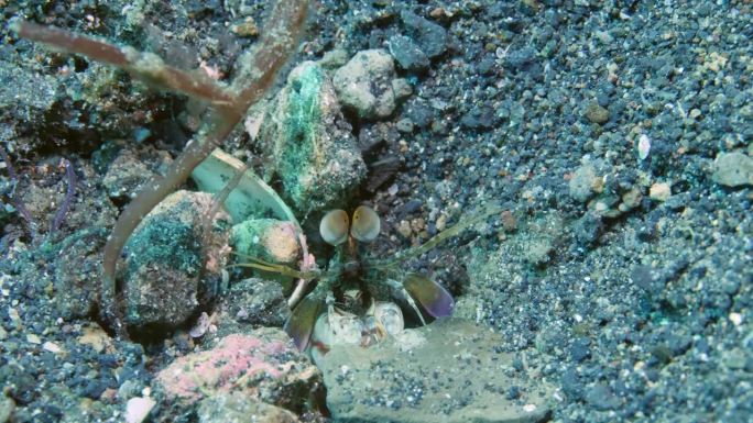 紧张的孔雀螳螂虾从海底的洞里往外偷看。