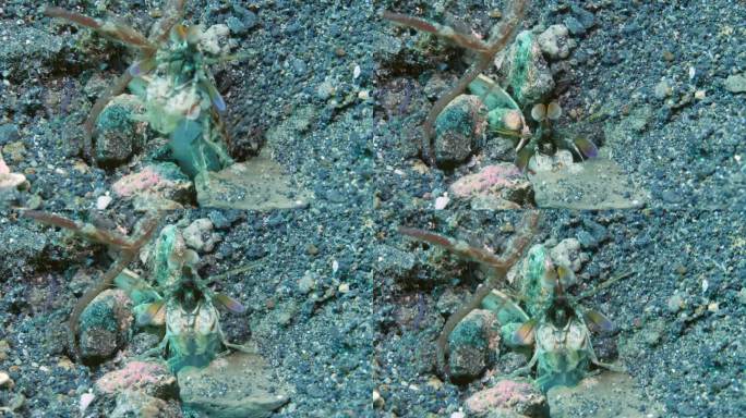 紧张的孔雀螳螂虾从海底的洞里往外偷看。
