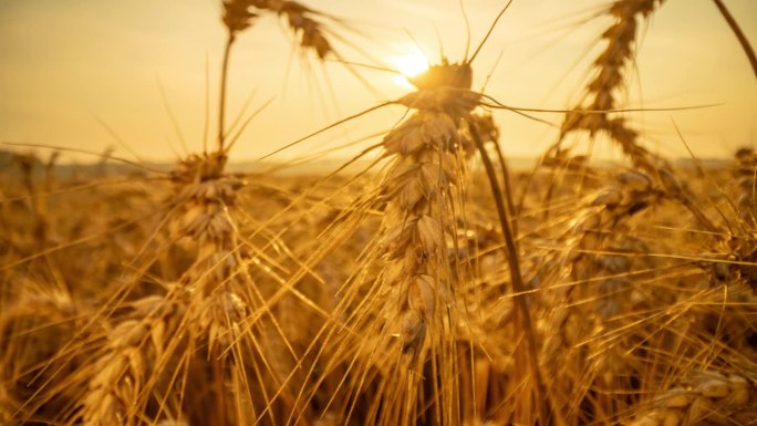 运动控制时移放大金色小麦秸秆生长在田野在日出