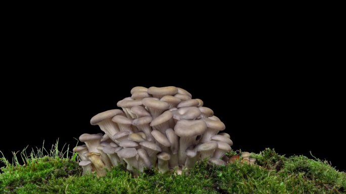简单的平菇黑色背景，时间流逝，生长的蘑菇