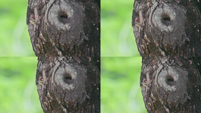 泰国，这只斑胸啄木鸟在向窗外张望时，镜头向右滑动