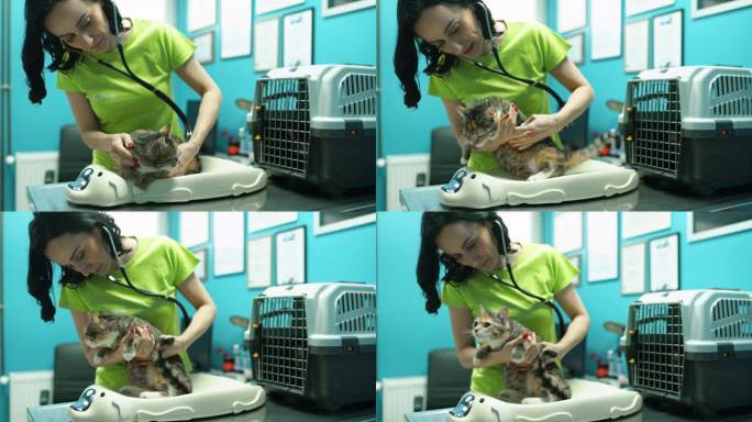 兽医正在检查一只猫。