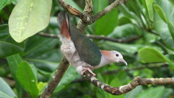 野生绿色帝王鸽，栖息在树枝上，扬起尾巴，表示求偶的愿望，最后飞走，近距离拍摄野生鸟类物种在其自然栖息