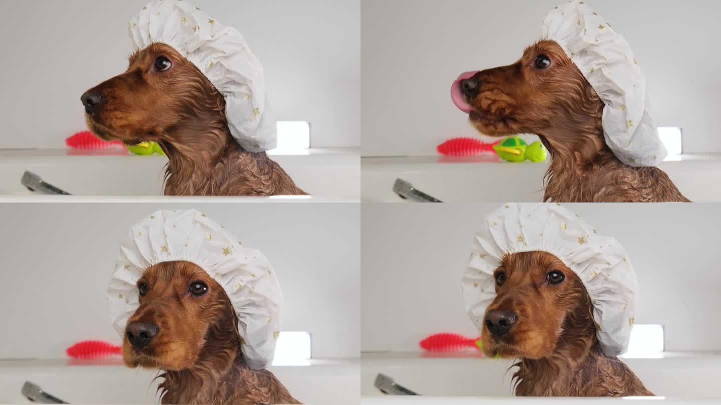 一只有趣的红色可卡犬戴着泳帽坐在浴缸里。特写。