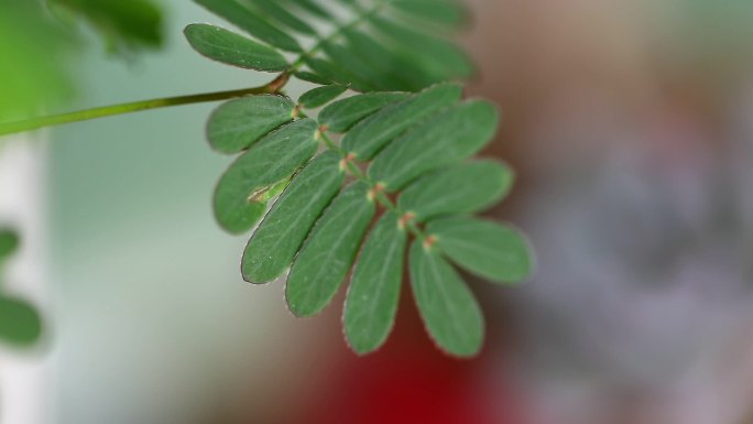 含羞草外形 感应草 植株 叶片