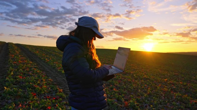 SLO MO年轻的女学生农民站在天空下的蔬菜农场上用笔记本电脑打字