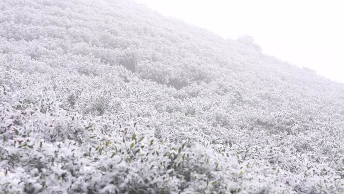 冬天春天寒潮冷空气冻雨冰冻茶园茶叶茶树