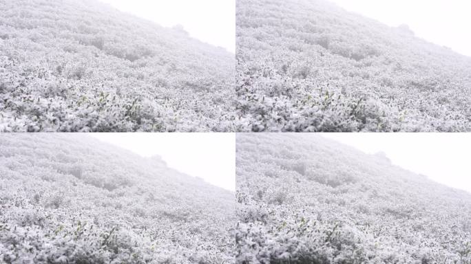 冬天春天寒潮冷空气冻雨冰冻茶园茶叶茶树