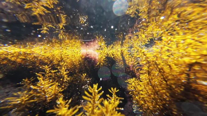水下反射海藻森林太平洋