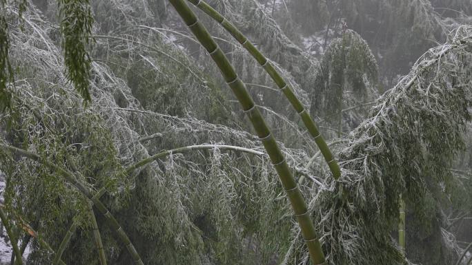 寒潮冷空气冰冻倒春寒竹山竹林竹海冻雨冰冻