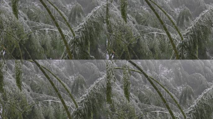 寒潮冷空气冰冻倒春寒竹山竹林竹海冻雨冰冻