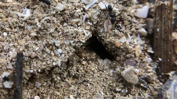 蚂蚁在沙滩上挖洞