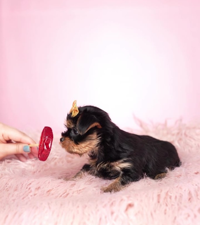 约克夏犬小狗坐在一个粉红色的毛皮枕头上孤立的粉红色背景。毛茸茸的，可爱的狗，头上戴着蝴蝶结，舔着棒棒