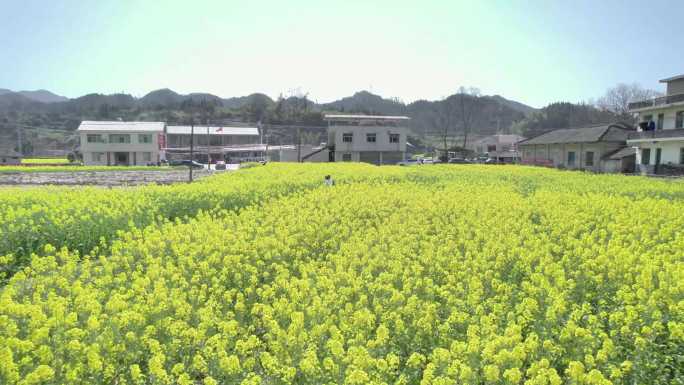 美丽乡村春天油油菜花海盛开航拍