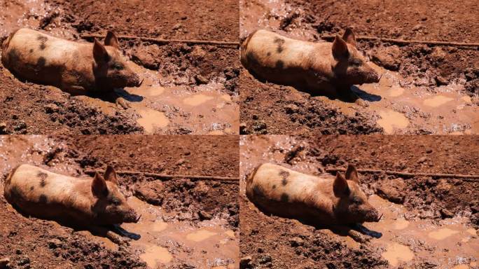 猪享受泥浴的幸福