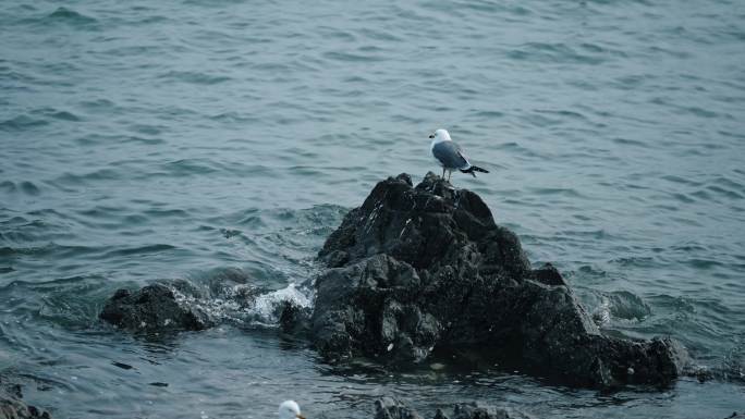 威海烟墩角海鸥