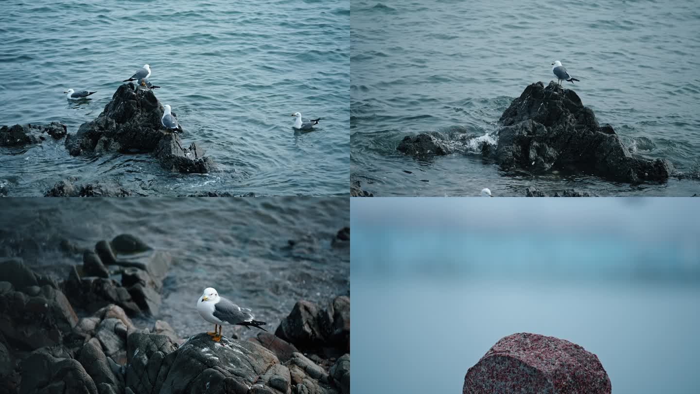 威海烟墩角海鸥