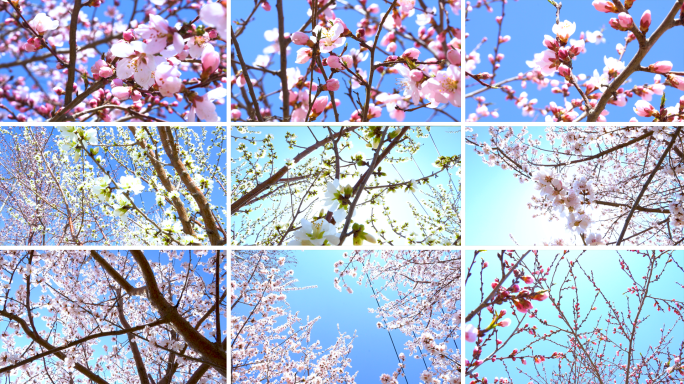 春天桃花花朵盛开