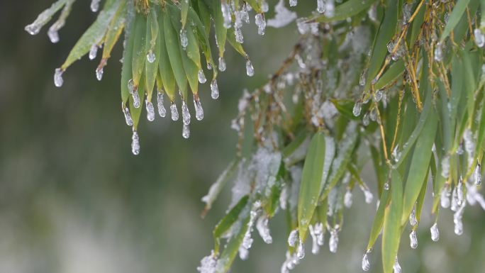 寒潮冷空气竹林竹叶冰冻冰凌雾凇倒春寒毛竹