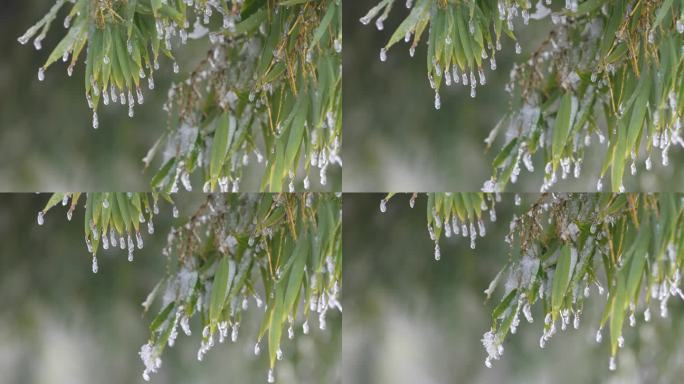 寒潮冷空气竹林竹叶冰冻冰凌雾凇倒春寒毛竹