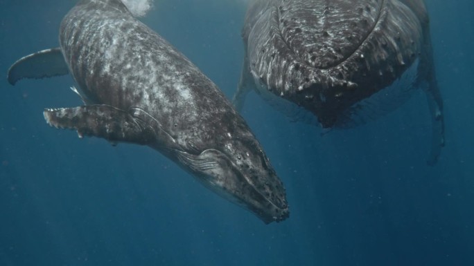 在汤加王国与鲸鱼一起游泳;一只好奇的小牛接近相机在眼睛的水平;一个超级罕见的与妈妈和宝宝面对面的接触