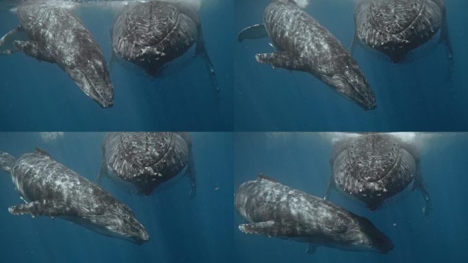 在汤加王国与鲸鱼一起游泳;一只好奇的小牛接近相机在眼睛的水平;一个超级罕见的与妈妈和宝宝面对面的接触