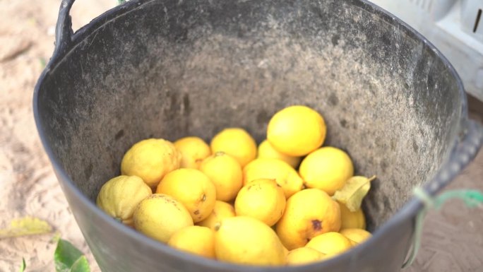 从柑橘树上摘柠檬