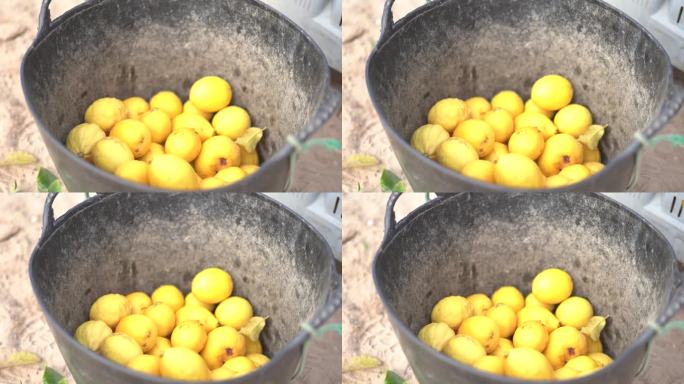 从柑橘树上摘柠檬