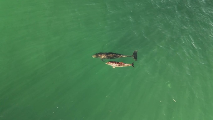 两只海豚游泳和吹水在水面上呼吸的鸟瞰图。