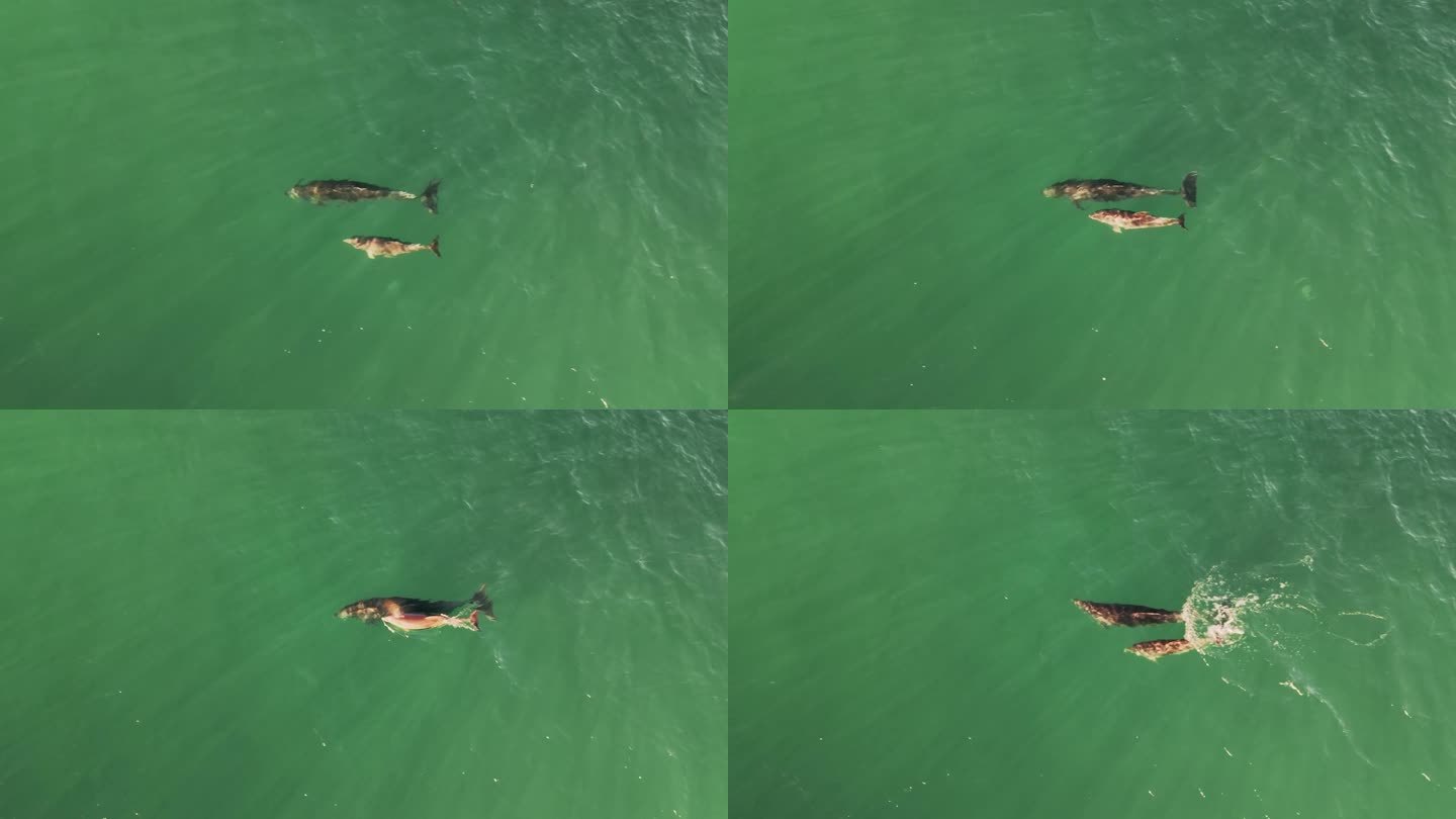 两只海豚游泳和吹水在水面上呼吸的鸟瞰图。
